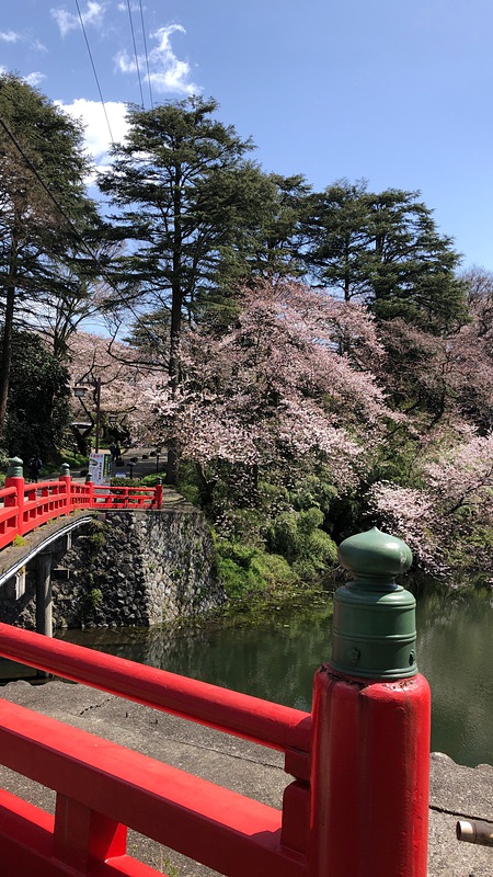 橋と桜