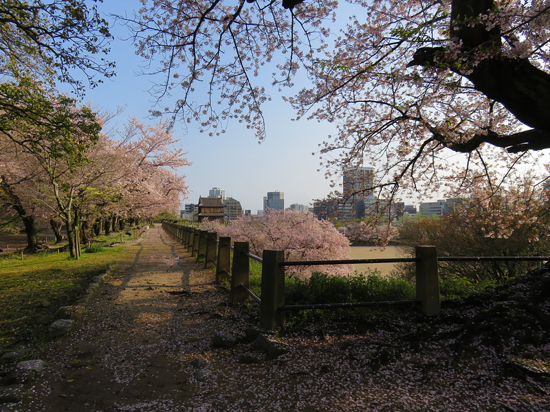 祈念櫓と桜