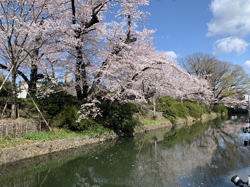 水堀の桜