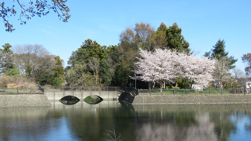 堀に映る眼鏡橋と桜