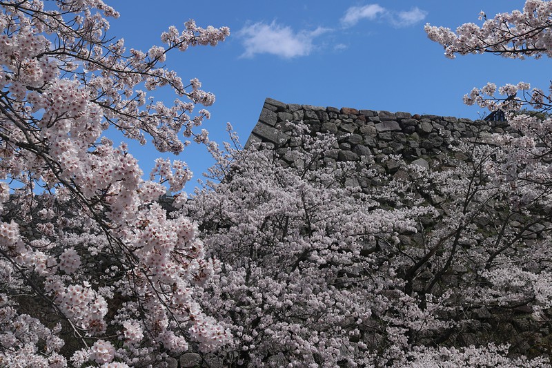 高石垣と桜。