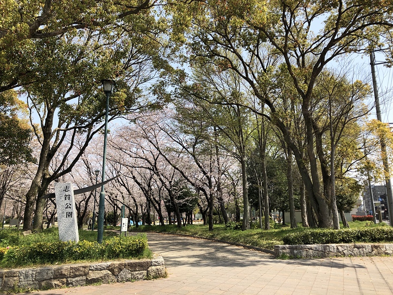 桜満開の公園入口