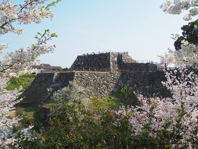 桜と天守台(城址西側から)