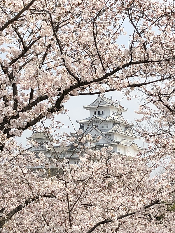 桜雲の中の天守閣