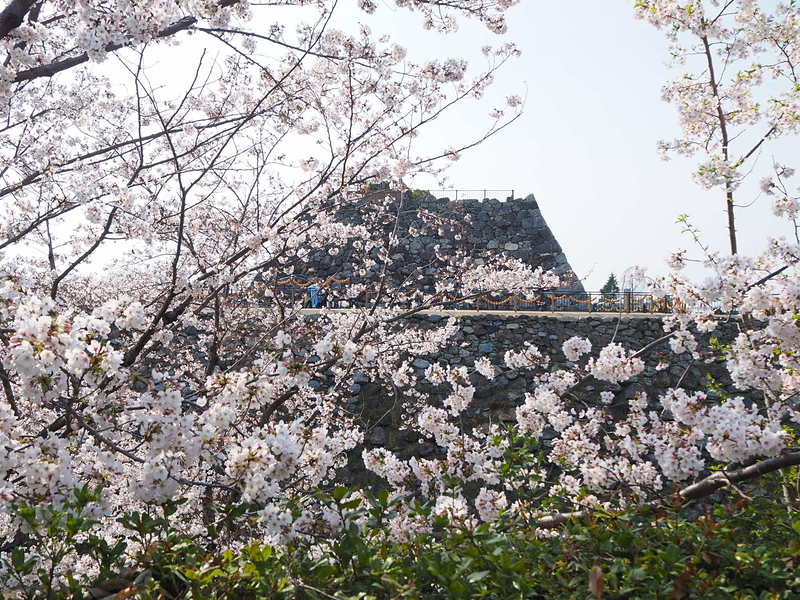 桜と天守台(北面から)