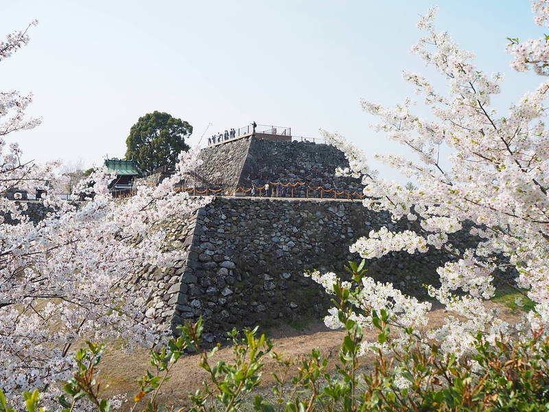 桜の間から見える天守台(北東側から)