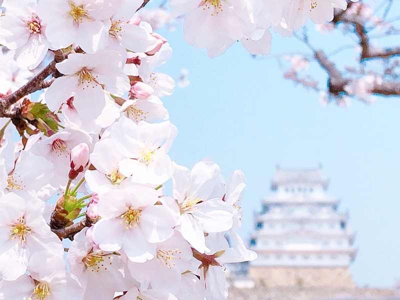 春色の姫路城