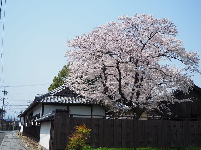 侍屋敷遺構と桜