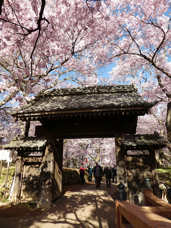 問屋門の桜