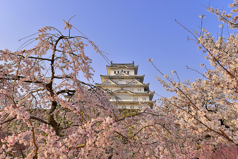 桜に包まれる姫路城