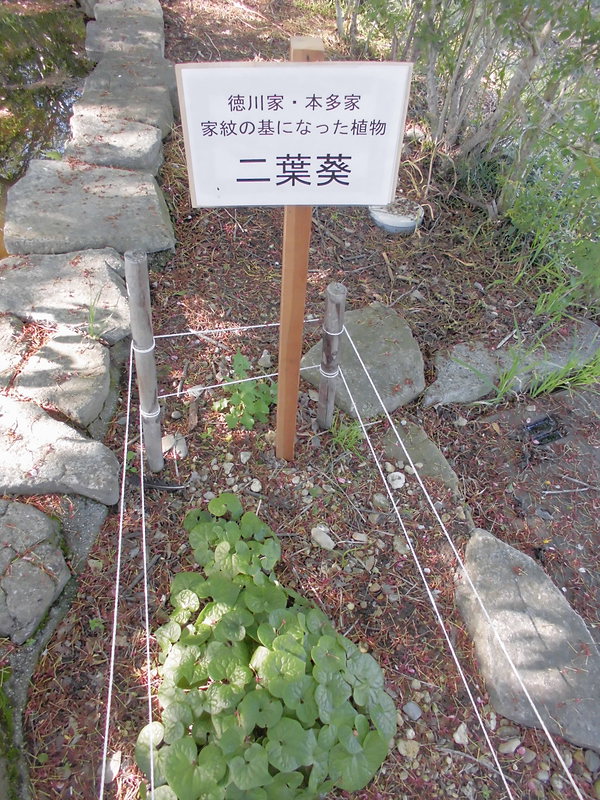 徳川三つ葉葵の紋