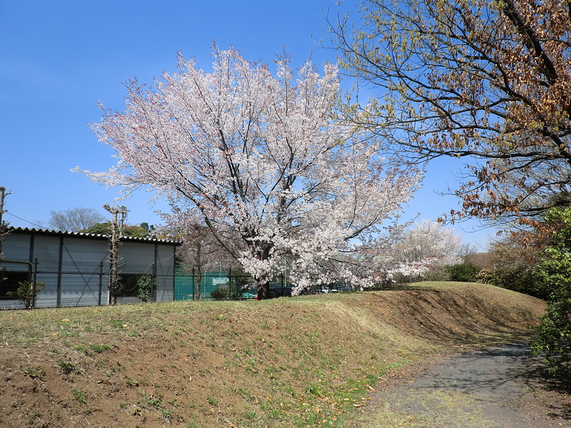 土塁に咲く桜