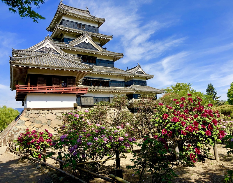 赤牡丹と松本城