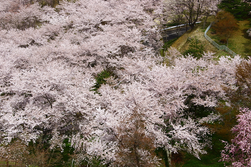 天守台からの桜