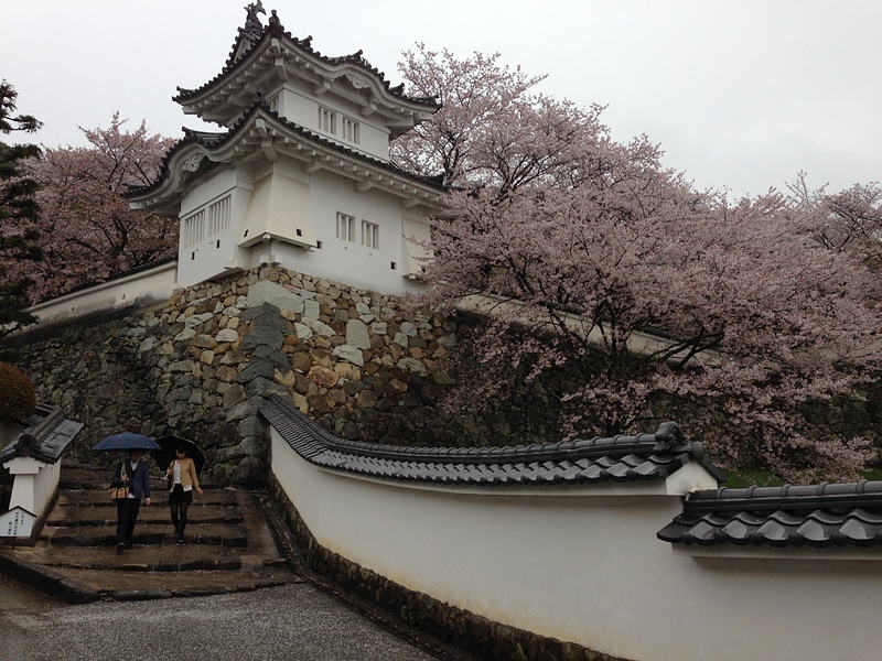 雨の龍野城と桜