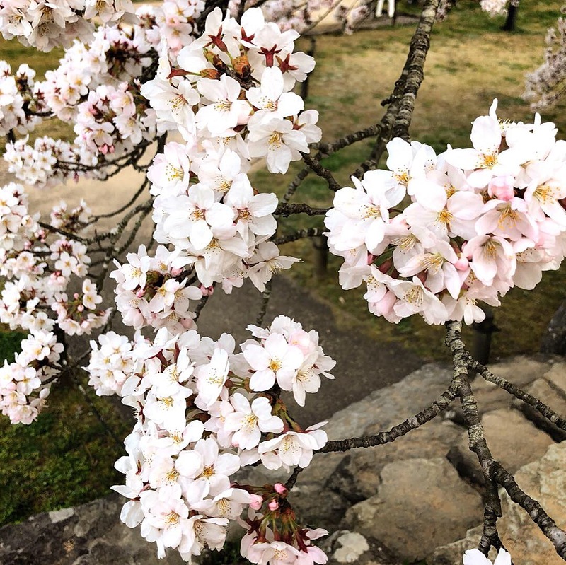 桜と石階段