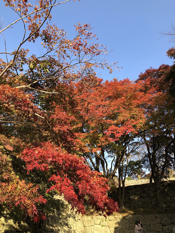 秋の津山城