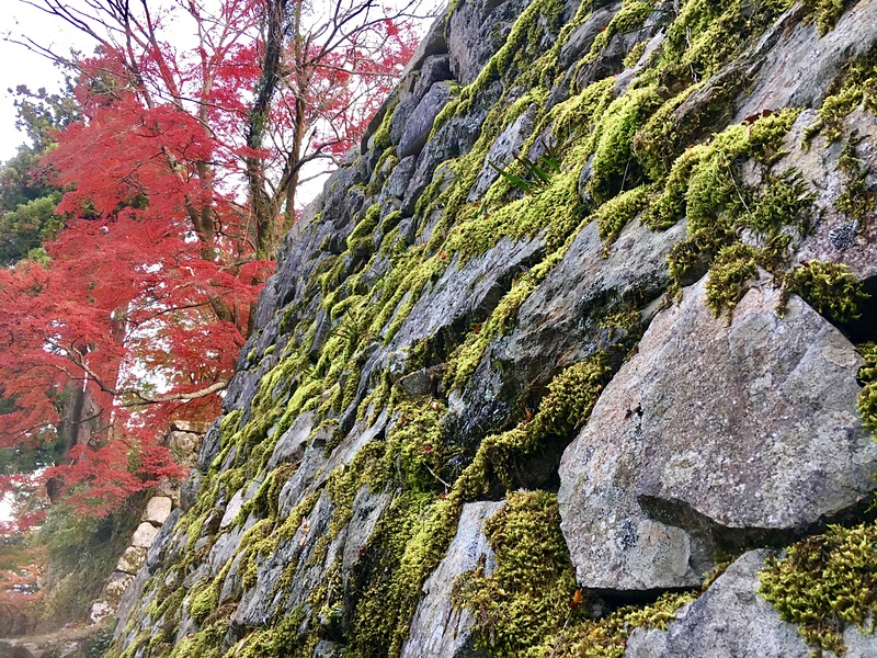 太鼓櫓の苔むす石垣と紅葉
