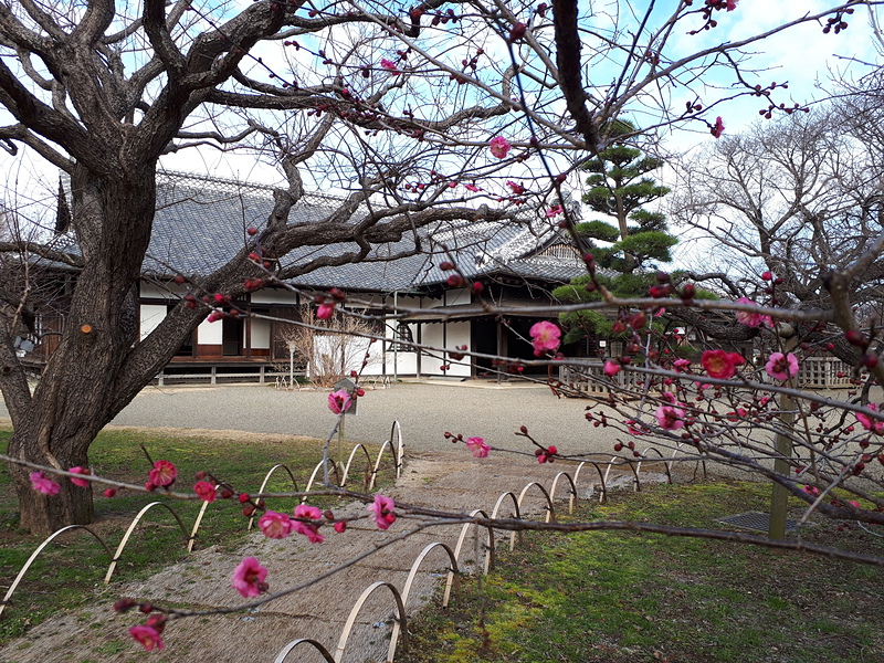 弘道館と梅の花