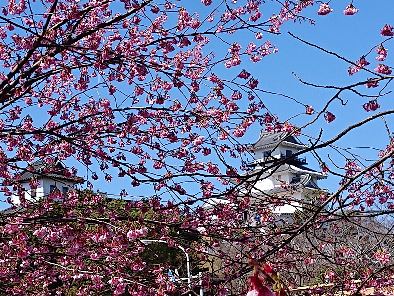掛川桜と掛川城