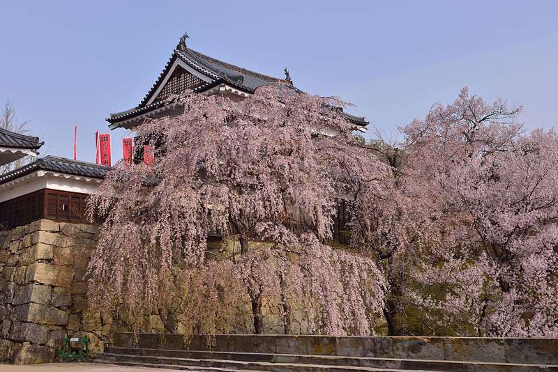 北櫓と枝垂れ桜