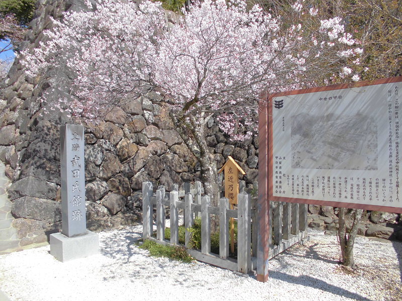 城址碑と左近の桜