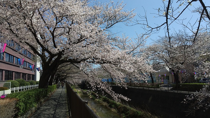 長沼城石碑から５分ほどの稲城市役所前の桜