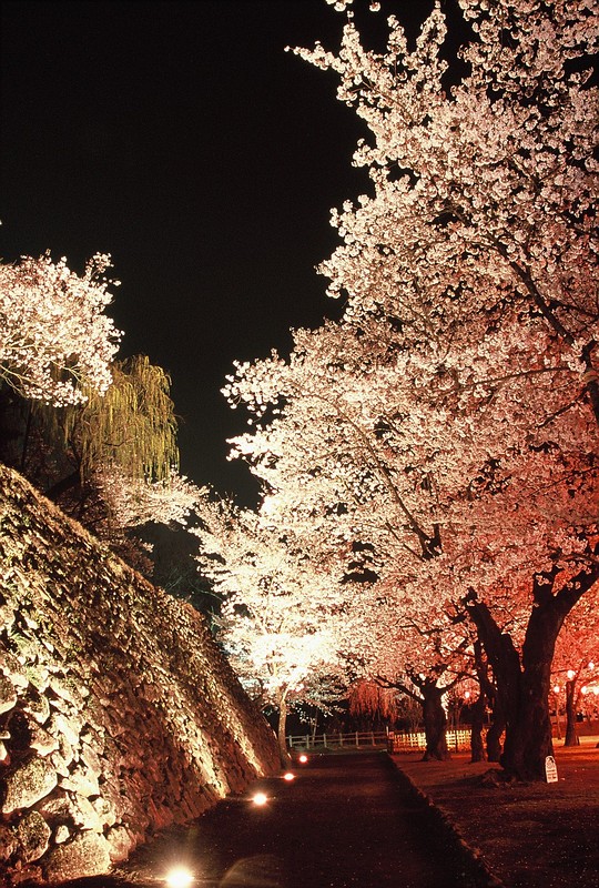 桜の時期にライトアップされた馬場跡(2007年）