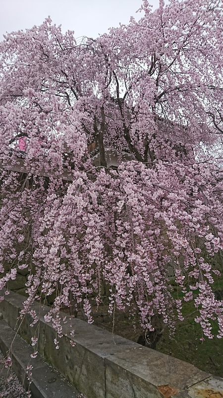 櫓と垂れ桜