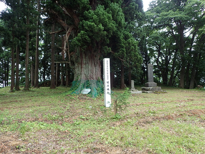 本丸にある樹齢500年の大杉