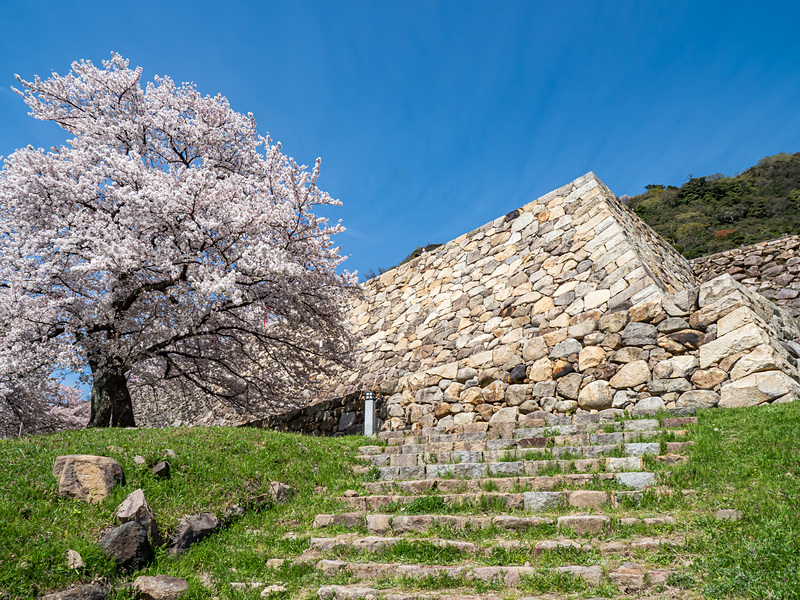 桜と二の丸走櫓石垣