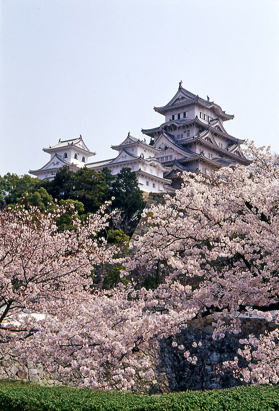 姫路城天守群と桜