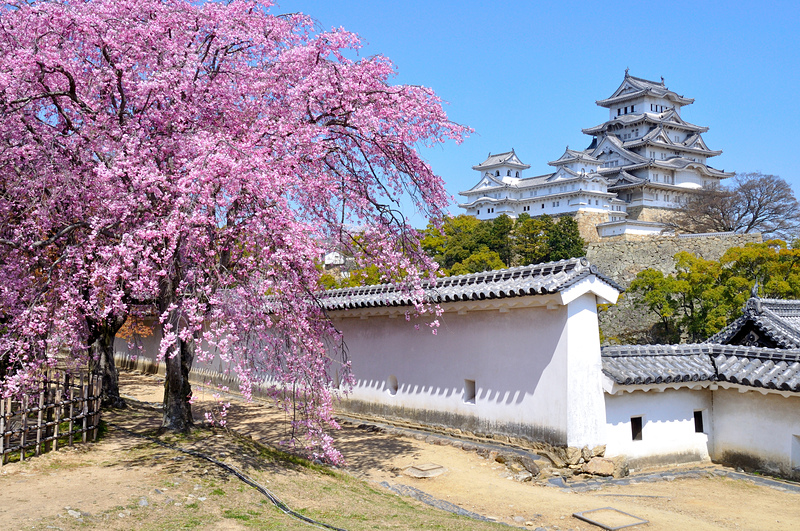 姫路城の写真 姫路城と西の丸の桜 改修前 攻城団