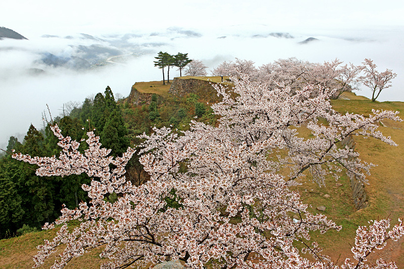 竹田城と桜と雲海