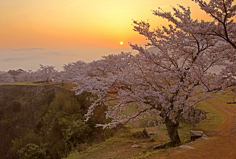 日の出の竹田城と桜