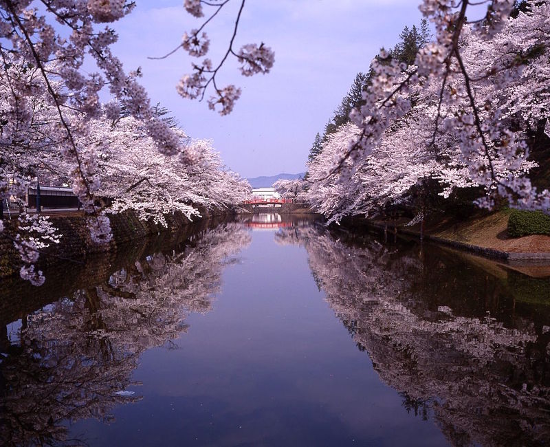 上杉神社の堀端の桜