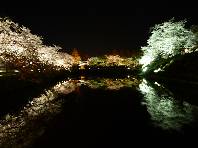 堀端の夜桜