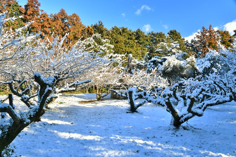 大井田城跡梅林公園　雪景色