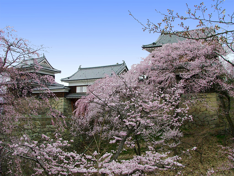 上田城跡公園と桜