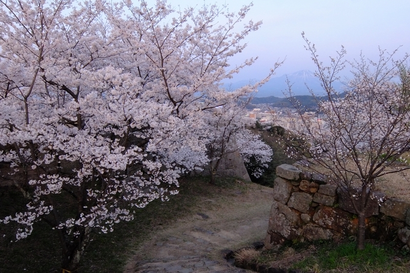 天守から鉄門の桜