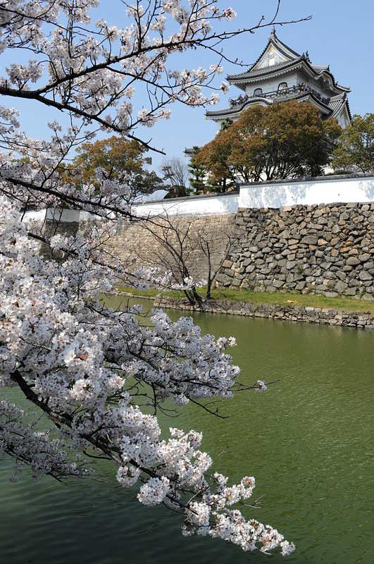 春の岸和田城の桜と堀（2014年）