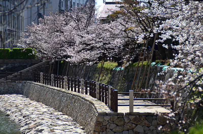 石垣にそって咲く桜（2014年）