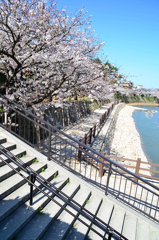 桜咲く岸和田城石垣付近