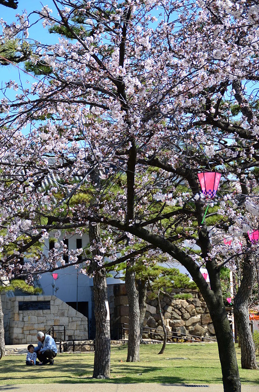 桜咲く二の丸広場
