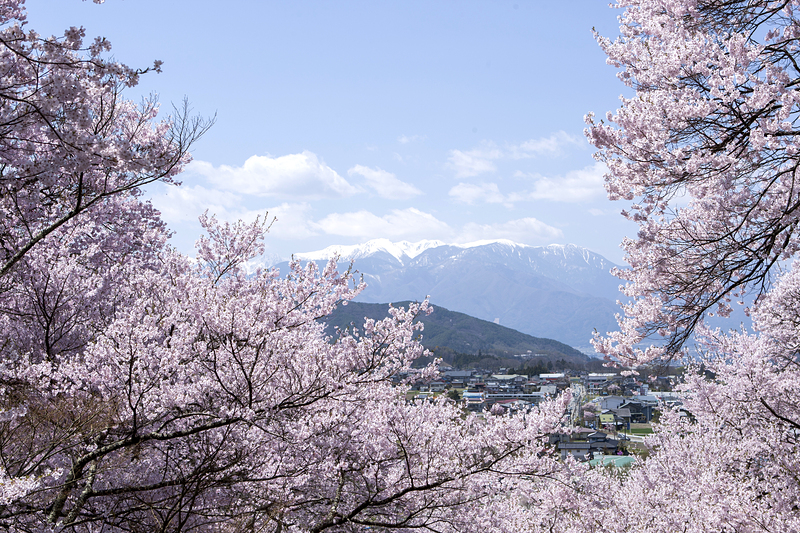 高遠城址公園の桜とアルプス