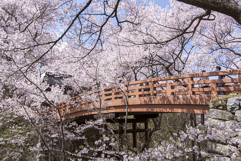 桜につつまれる昼の桜雲橋