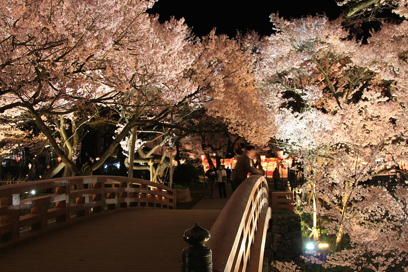 夜桜と桜雲橋