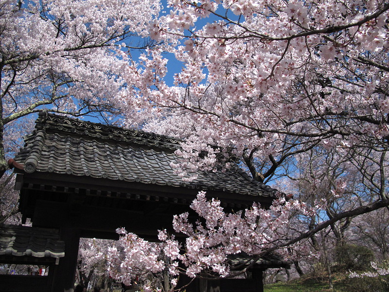 問屋門と桜