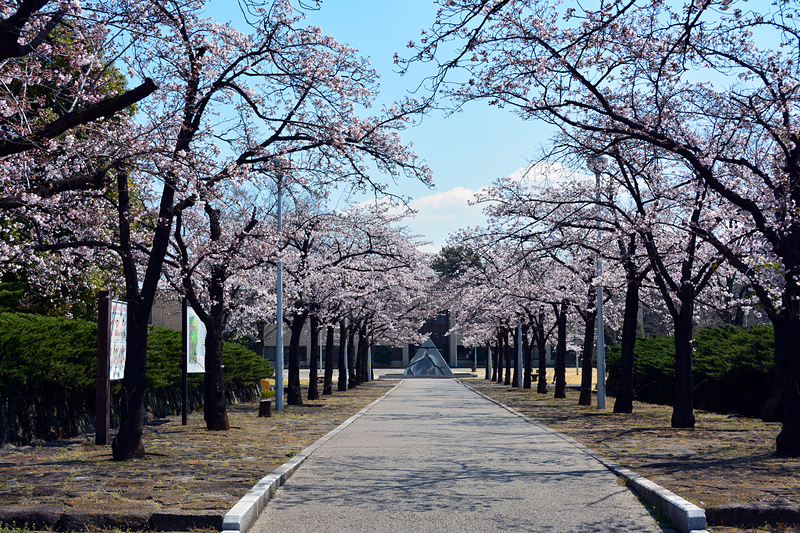 城址公園 桜並木