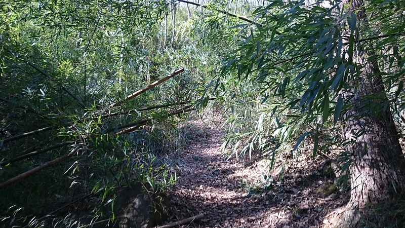 竹藪の中の登城路。